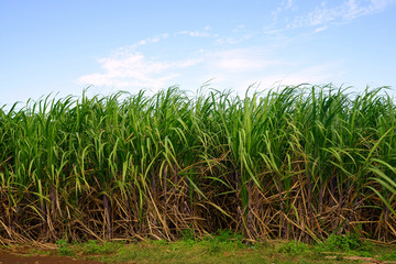 Sugar cane field with blue sky.