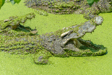 Crocodile in the green lake, close up of Crocodile