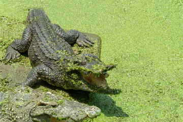 Naklejka premium Crocodile in the green lake, close up of Crocodile