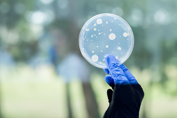 Hand of a scientist is seen closeup, inspecting bacteria samples in a petri dish against the natural light of a large window. First person view.