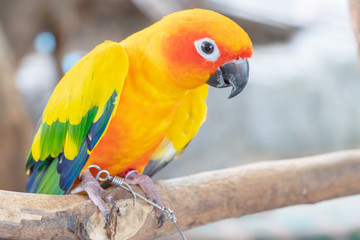 Beautiful Parrot macaw , tropical bird on nature background