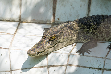 Crocodile in the lake, close up of Crocodile