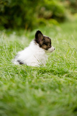 Little puppy in a large garden