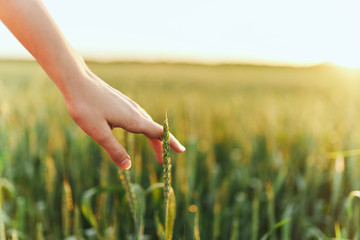 woman in field of wheat