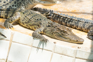 Crocodile in the lake, close up of Crocodile