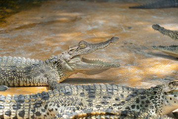 Crocodile in the lake, close up of Crocodile