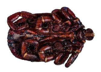 Extreme macro portrait of a female tick taken with two lenses as one lens, stacked from many shots into one very sharp photo.