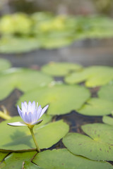 closeup of young single petal water lily in pond.