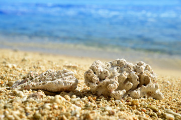 Dead corals on the sand beach of Mauritius island. Indian ocean.
