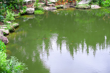 Fototapeta na wymiar backyard garden pond with green plant