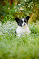 Cute papillon on grass