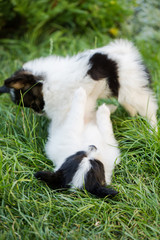 Obraz premium Two puppies playing in the garden