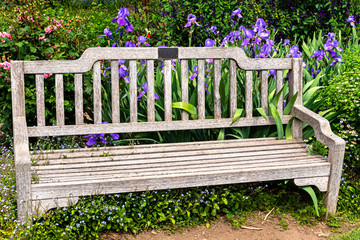 Purple Irises and Pink Roses Surround a Weathered Park Bench in a garden, complementing each other in lovely harmony.