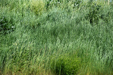 Meadow with long green grass