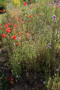 Fleurs des champs