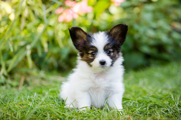 Obraz premium Puppy closely watching
