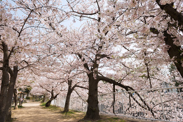 春の妙法寺川公園