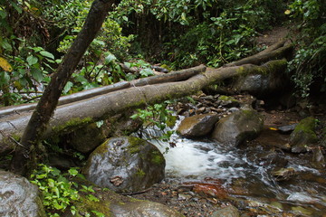 Simple bridge in Cocora valley near Salento in Colombia