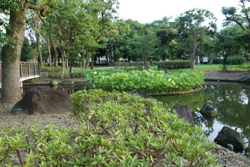 池の睡蓮