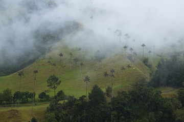 Fototapeta premium Landscape in Cocora valley near Salento in Colombia