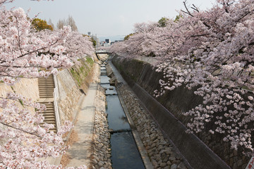 Fototapeta na wymiar 春の妙法寺川公園