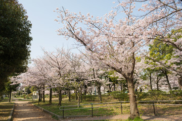 春の妙法寺川公園