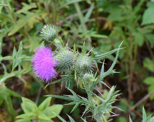 Beautiful flower acanthium Onopordum in the field. 