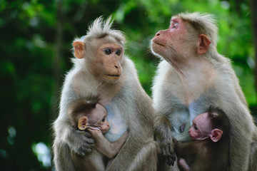 Mothers love monkeys feeding baby