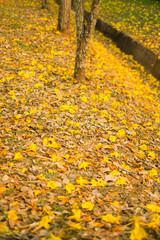 Autumn leaves, yellow trees bloom and fall on the ground.
