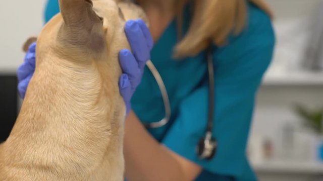 Experienced doctor examining dog ears, infection treatment, pet care, analysis