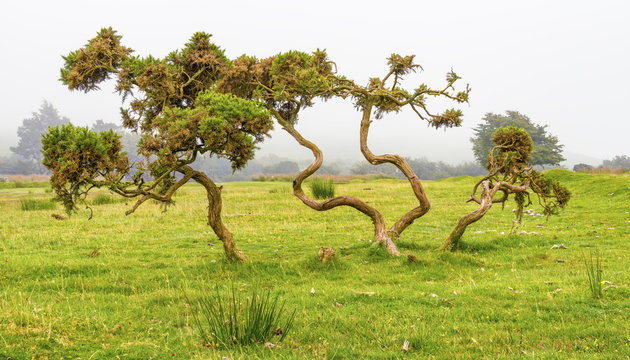 Bodmin Moor landscape with twisted trees on foggy day