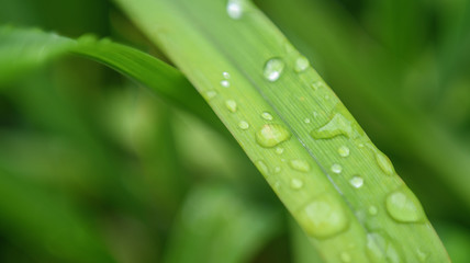 green leaf with water drops