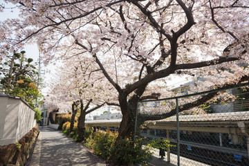 Fototapeta premium 岡本駅周辺の桜