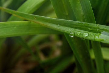 dew on green grass