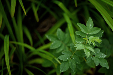 green grass with water drops