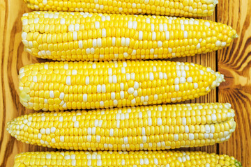 raw golden maize as background