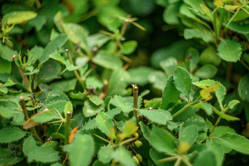 green leaves of a tree