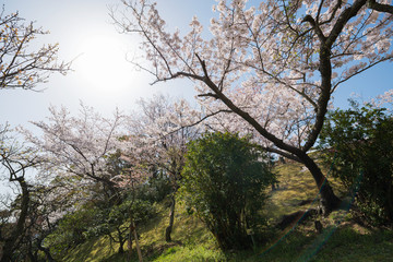 Fototapeta premium 須磨離宮公園