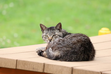 Cat lying on a park table