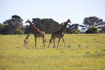 Family of Giraffe