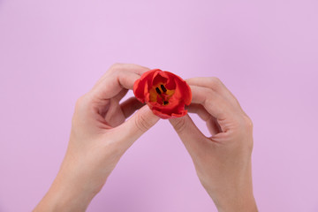 Hand of woman holding a red tulip on a pink background