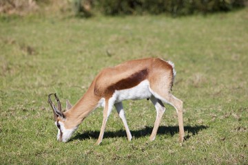 Antelope in South Africa 