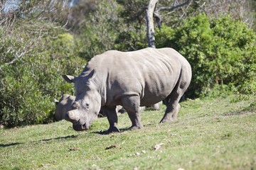 Rhino in South Africa