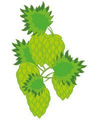 Vector illustration of the plant hop with fruit