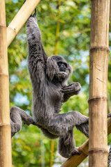 Silvery gibbon, Hylobates moloch in the zoo