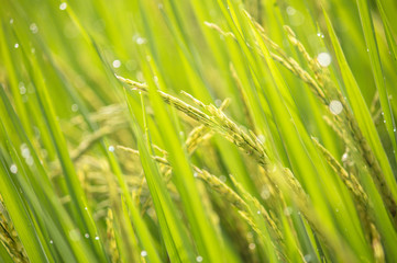 Fototapeta na wymiar Paddy rice crop
