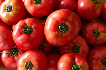 たくさんのトマト