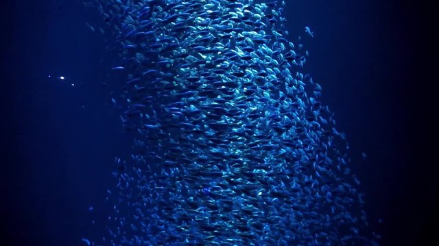 School of fish make a cyclone with blue water backing them