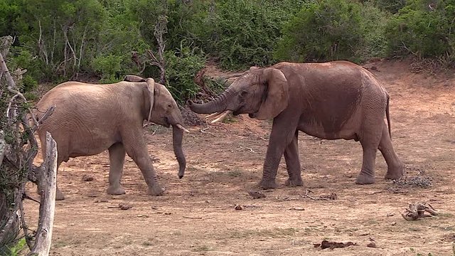 Young bull elephants sparring with each other in Addo Elephant national park