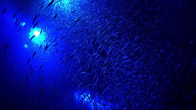 Mesmerizing School of fish cyclone swarm from underneath with a blue light from behind